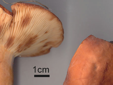 Mandelriska – Lactarius volemus