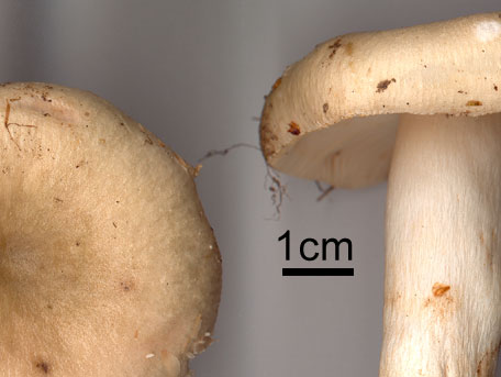 Grönkremla – Russula aeruginea