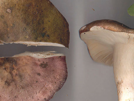 Brokkremla – Russula cyanoxantha