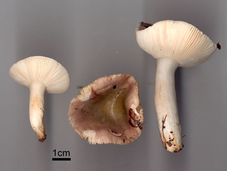 Violkremla – Russula violacea
