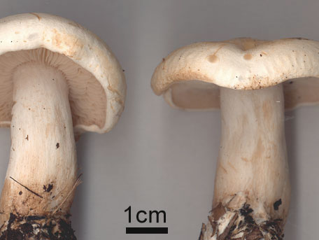 Rättikmusseron – Tricholoma stiparophyllum