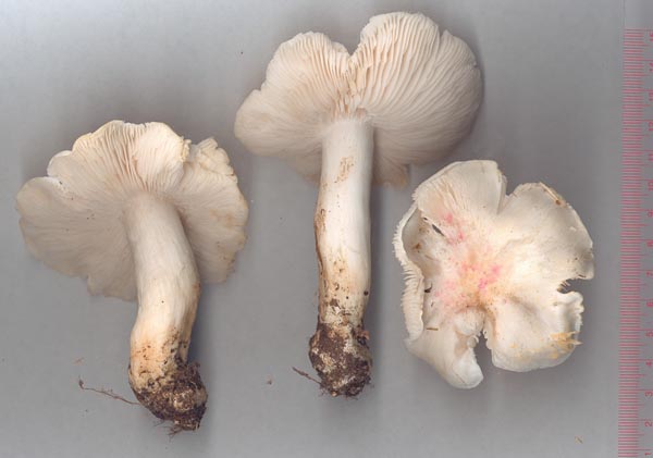 Silkesmusseron – Tricholoma columbetta