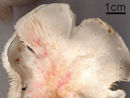 Silkesmusseron – Tricholoma columbetta