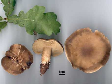  – Tricholoma saponaceum var. squamosum