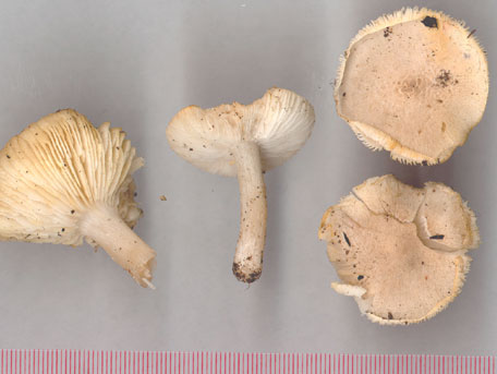 Gulnande musseron – Tricholoma scalpturatum