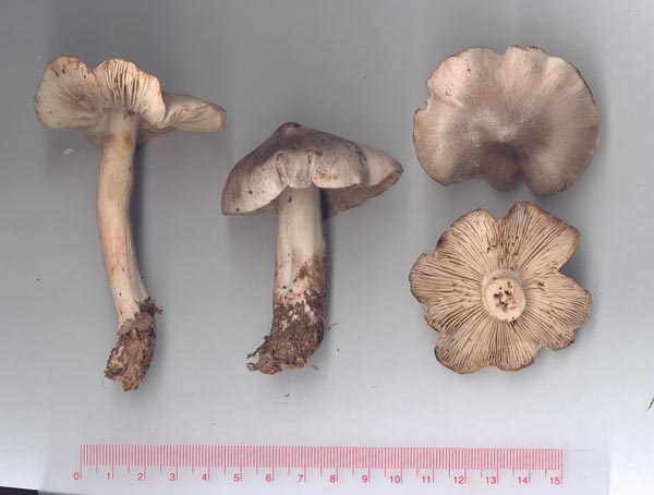 Gallmusseron – Tricholoma virgatum