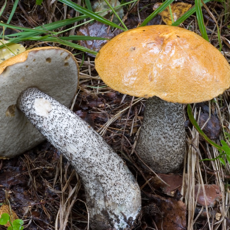 Tegelsopp | Svampguiden