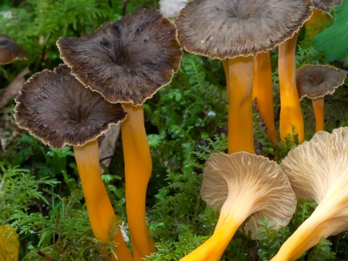 R dgul Trumpetsvamp Svampguiden