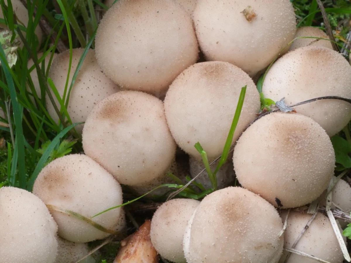 Stump Puffball