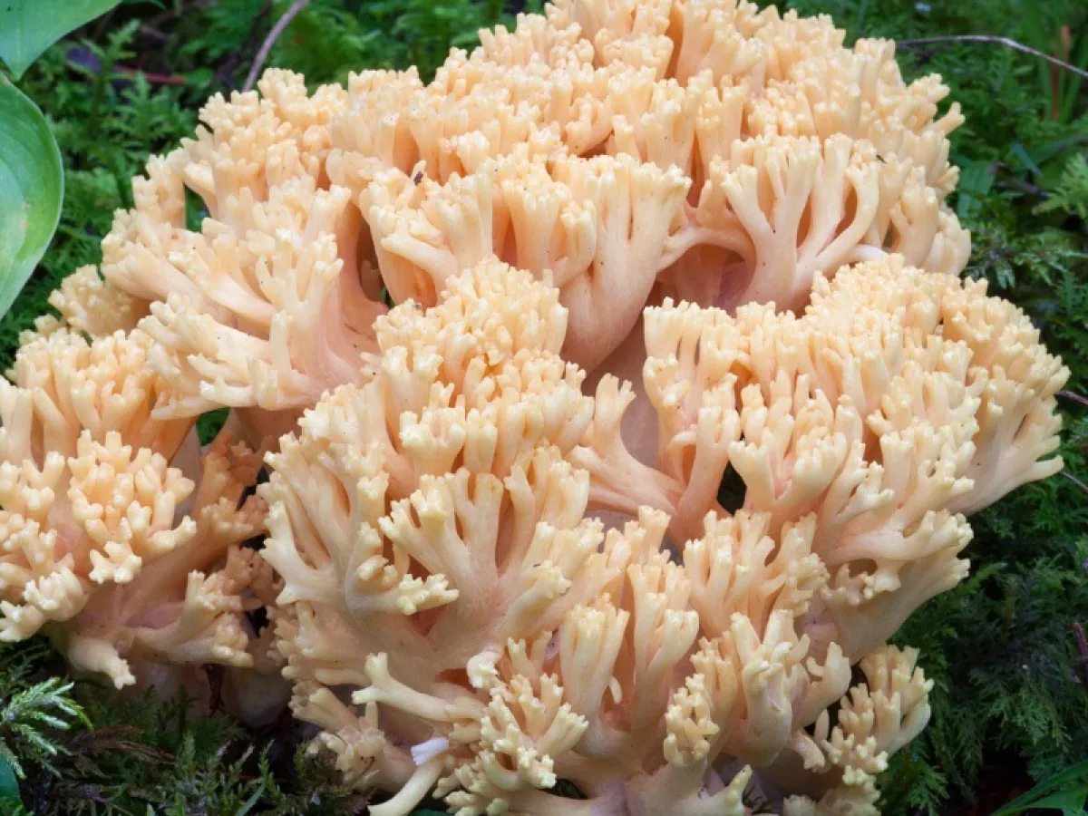Yellow Coral aggregate