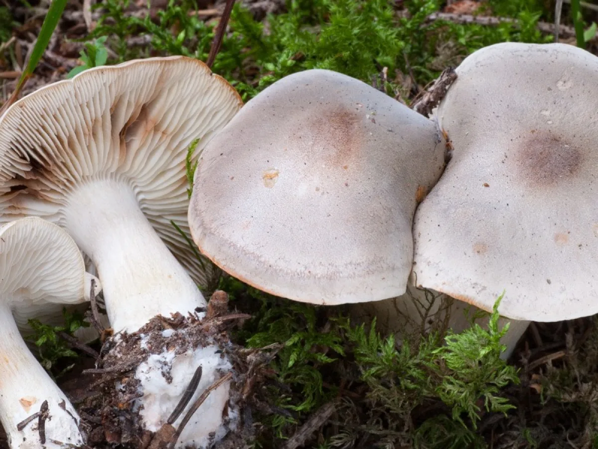 såpmusseron