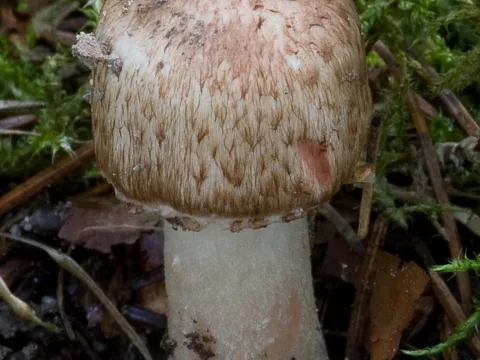 blodchampinjon