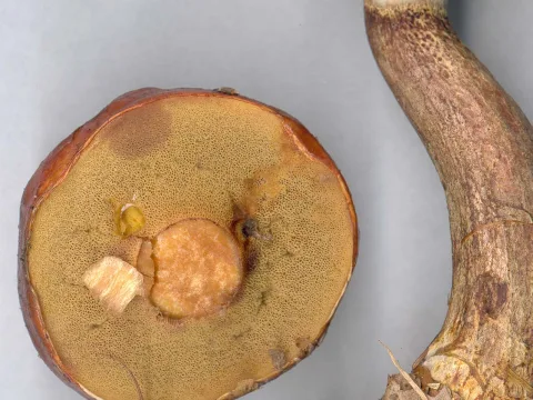 rödbrun lärksopp
